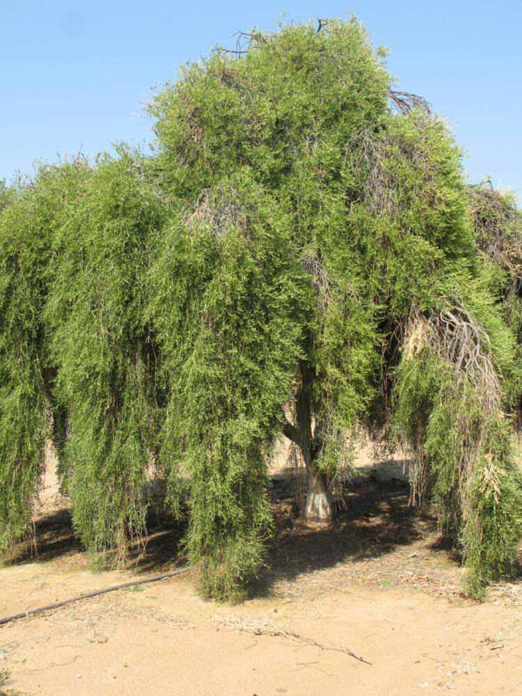            Habit (Riverside, CA)   